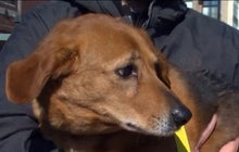 Pet owners relieved to be reunited with their stolen dogs