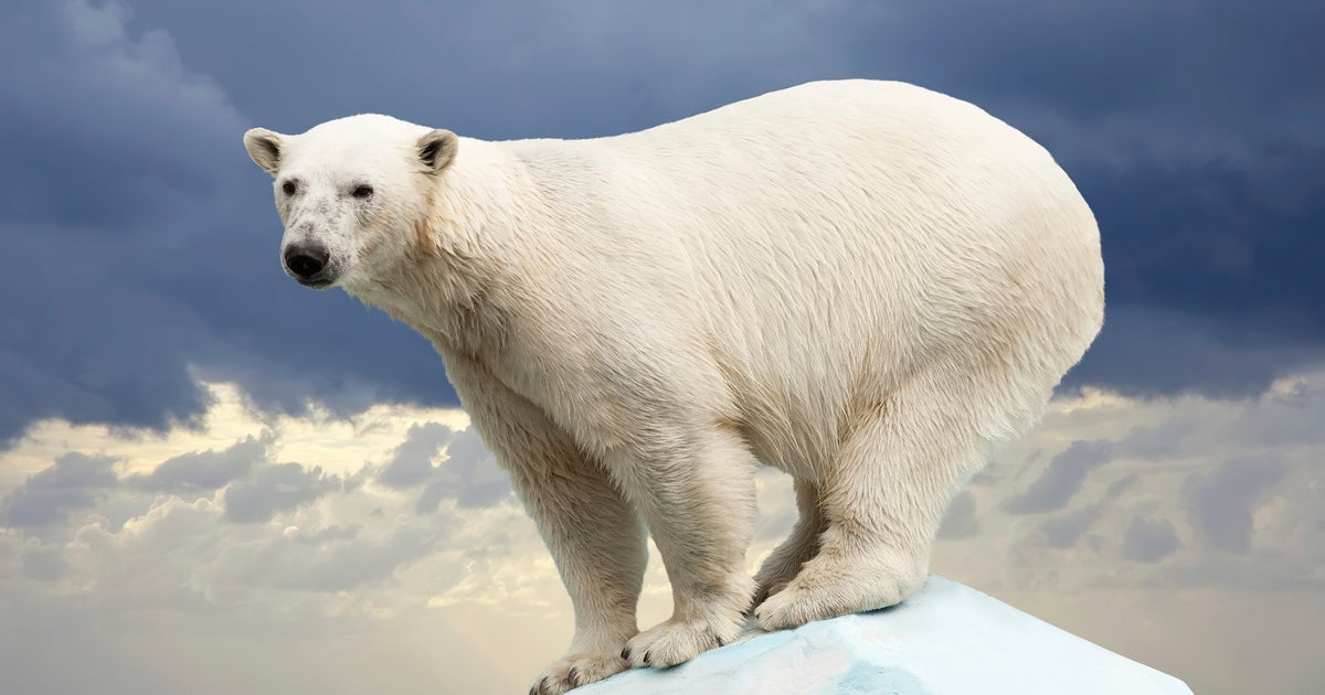 Can Polar Bears Survive Food Shortages Caused By Global Warming CBS News