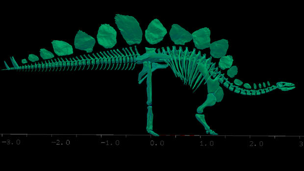 sophie the stegosaurus