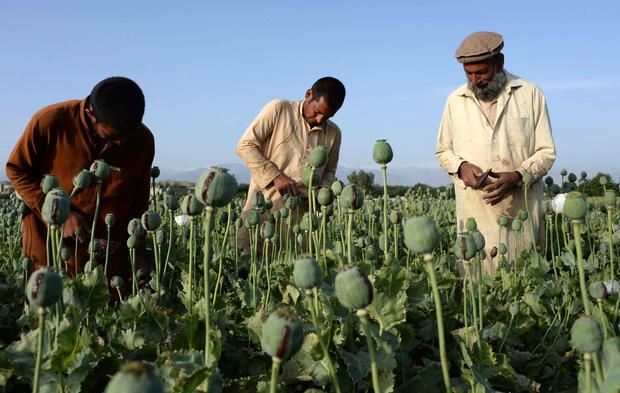 Afghan farmers harvest opium sap from a poppy field in Surkh Rod District, of Nangarhar province