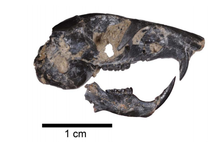 pocket mouse fossil skull and jaw
