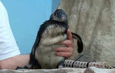 New Orleans aquarium gets baby penguin