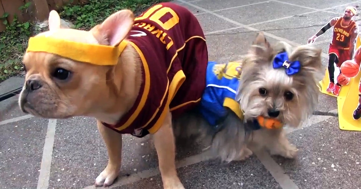 pug rescue mobile alabama dogs recreate warriors cavaliers nba finals on the feed cbs news pug rescue mobile alabama dogs recreate warriors cavaliers nba finals on the feed cbs news