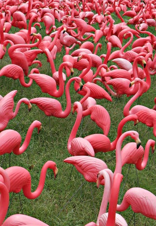 pink flamingo ap essay pink flamingo ap essay