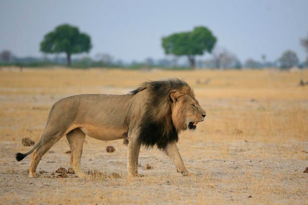 Cecil the lion killed in Africa
