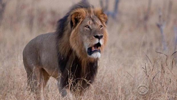 Cecil the lion killed in Africa