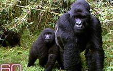 mountain gorilla predators