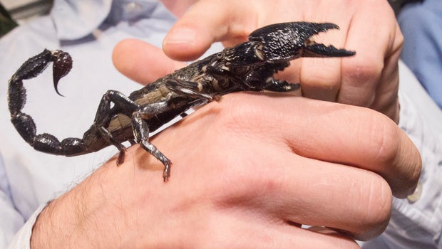 black scorpions captured at charles de gaulle airport paris sting