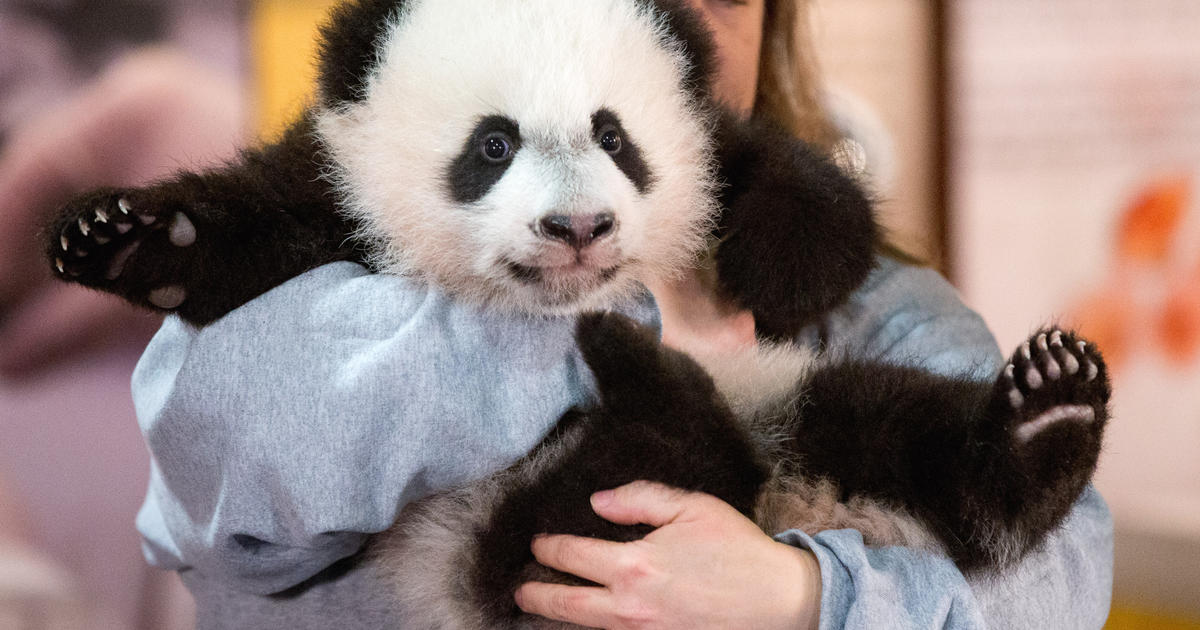 Bei Bei The Panda Cub Makes Public Debut At National Zoo - CBS News