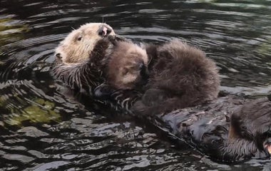 Otter surprises California aquarium by delivering baby
