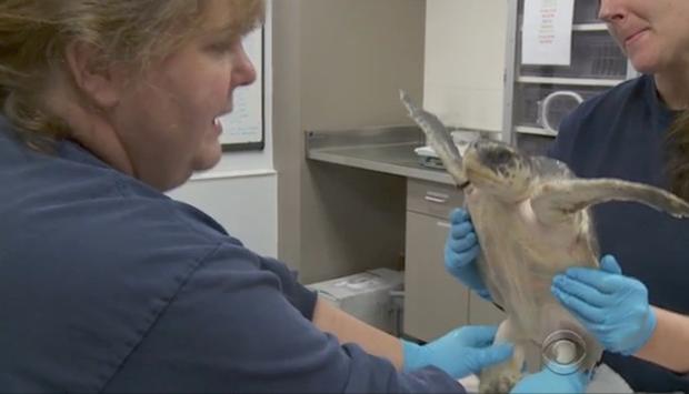 seaturtle2.jpg