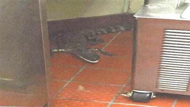 Joshua James Florida Man Accused Of Throwing Gator Through Drive Thru Window Cbs News