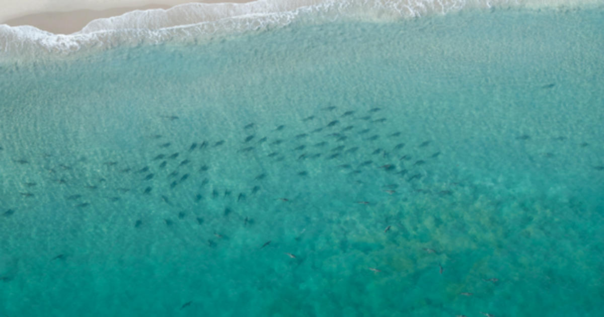 Thousands of sharks swarming off Florida shore - CBS News