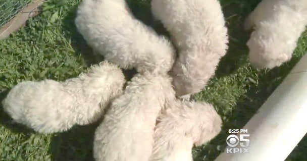 Sheepdog breaks California record for largest litter of puppies CBS News