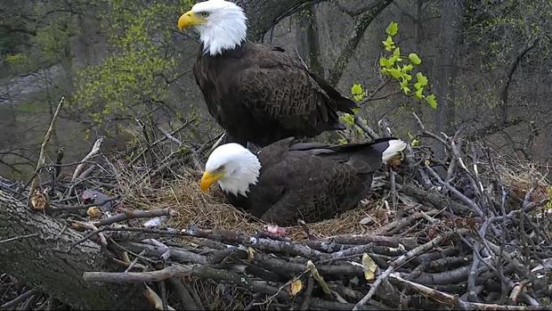 Eagle Cam Second Eaglet Hatched Local News Lancasteronline Com Bao Has Moving Date Two Arrests In Mystery Egg Alert On Dc