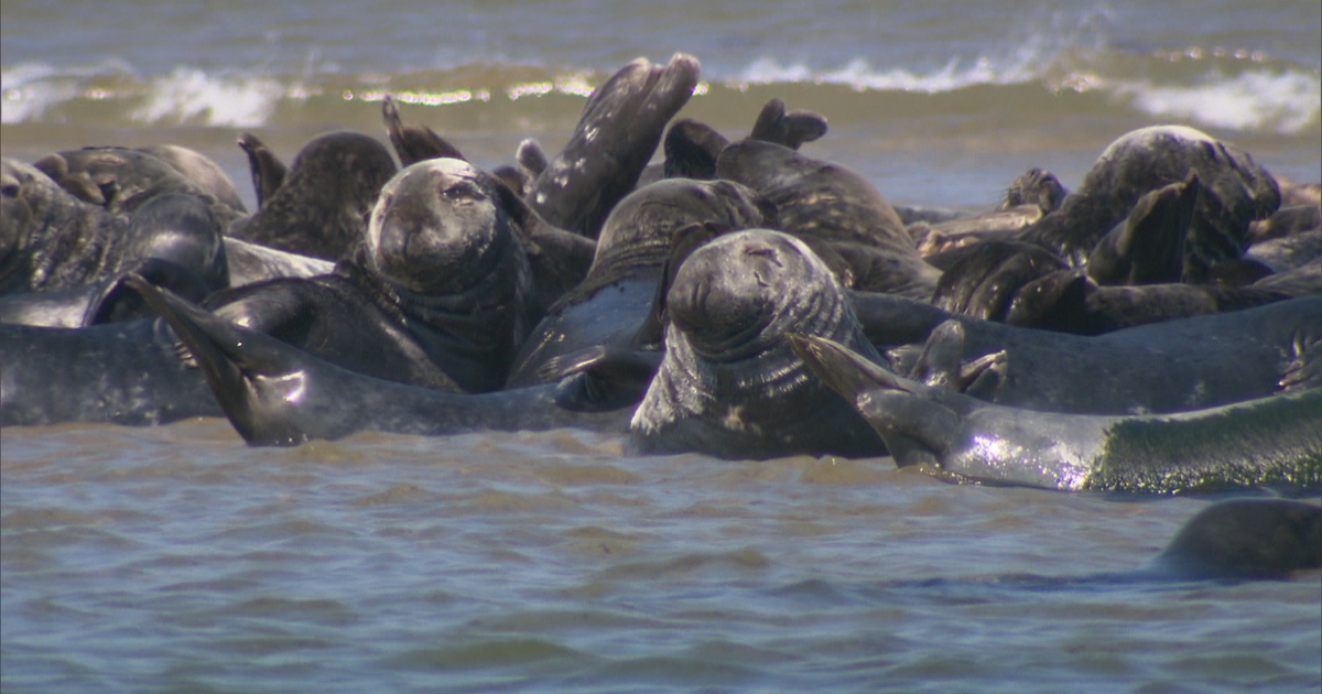 Resurgence of seals on Cape Cod beaches means more sharks CBS News