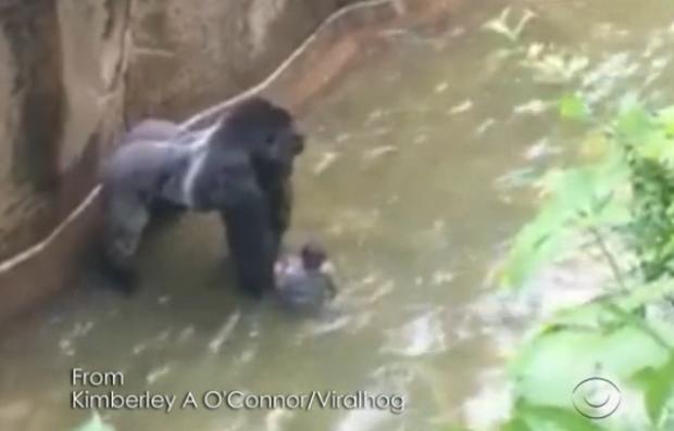 gorilla.jpg