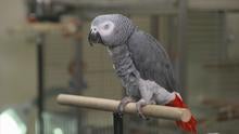 ctm0610-african-grey-parrot.jpg