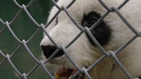 San Diego Zoo panda has incurable heart problem - CBS News