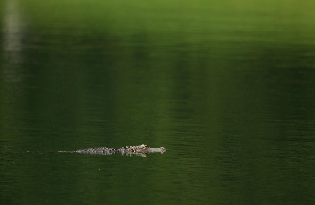 Body found hours later Alligator attacks Pictures CBS News