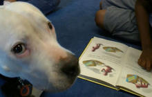 Here's how dogs are helping kids with summer reading