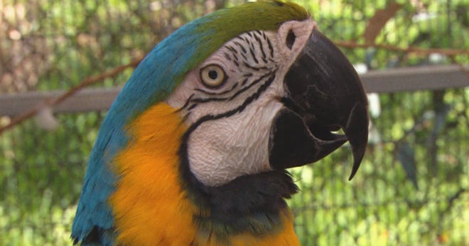 How parrots help veterans with PTSD