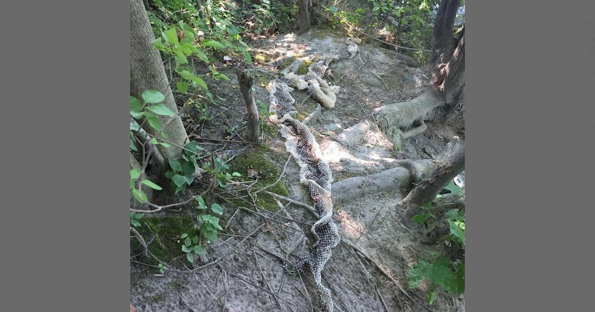Maine police warn public after large snakeskin found along river - CBS News