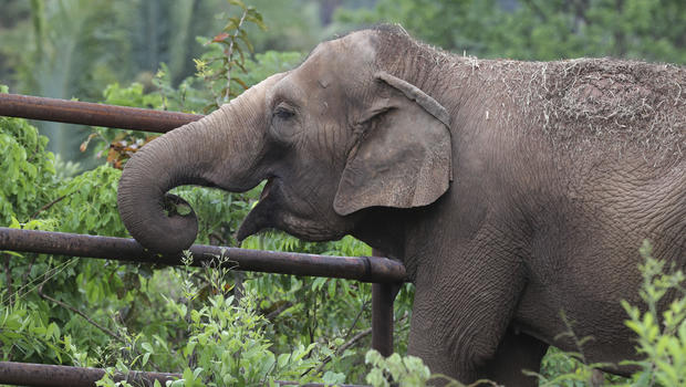 First Latin American elephant refuge opens in Brazil - CBS News