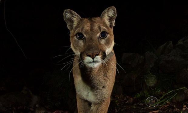 mountainlion.jpg