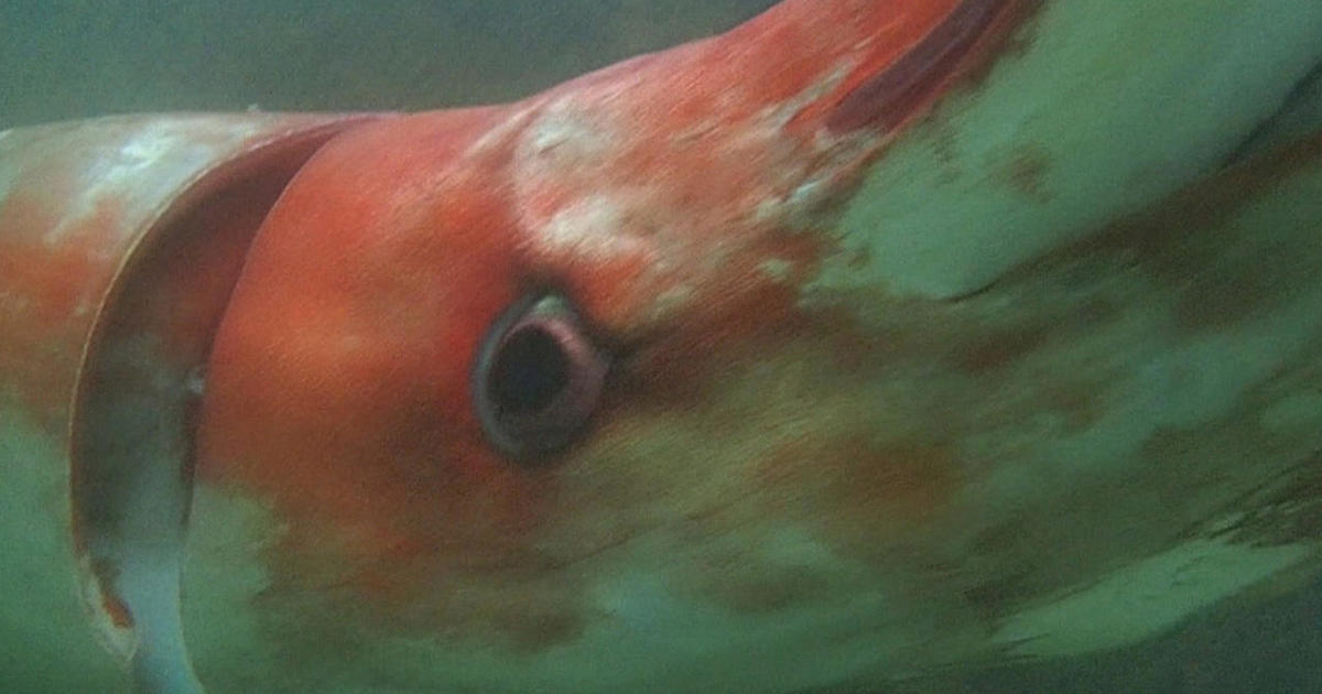 Almanac: The giant squid - CBS News