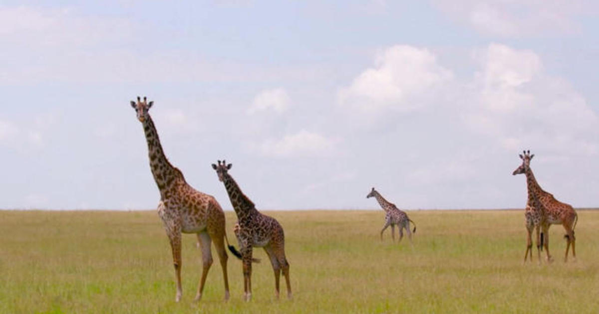 Giraffes added to endangered species watch list