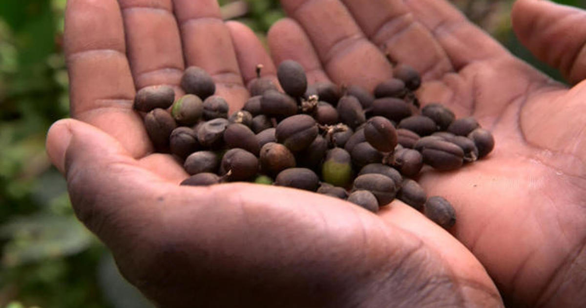 Climate change could have dramatic impact on coffee