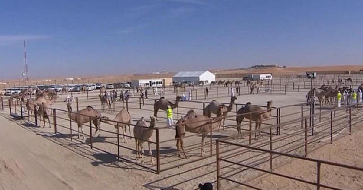 Camels compete in desert beauty pageant