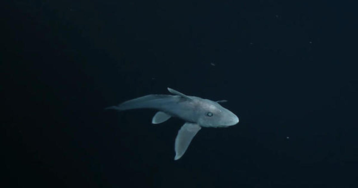 Rare ghost shark caught on film off California coast