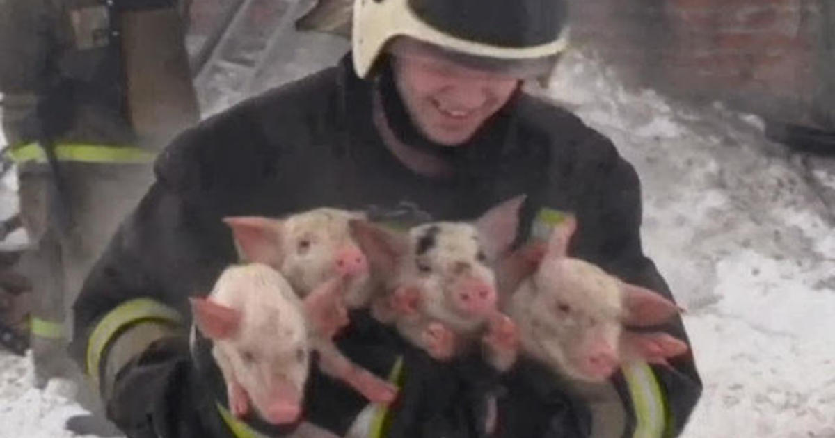 Russian firefighters rescue pigs from burning barn
