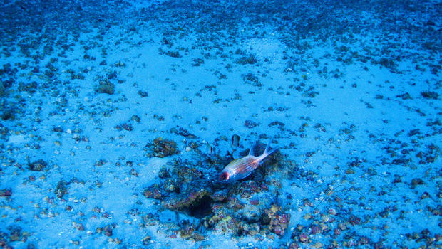 Amazon Reef - Amazing Amazon Reef - Pictures - CBS News