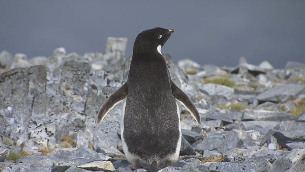 Climate Diaries: Dramatic decline in Antarctica's penguin population