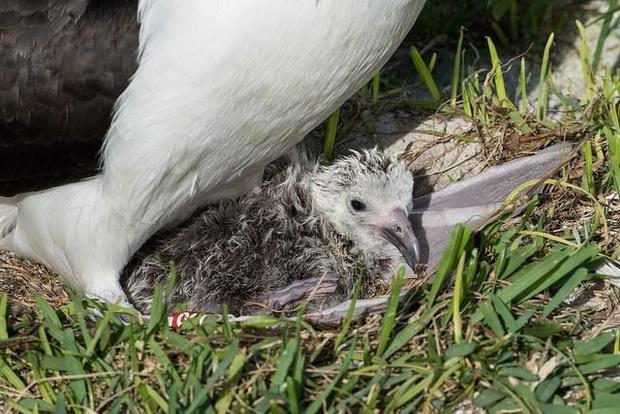 seabirdhawaii2.jpg