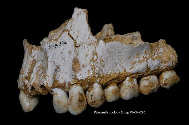 full-size-el-sidron-upper-jaw.jpg