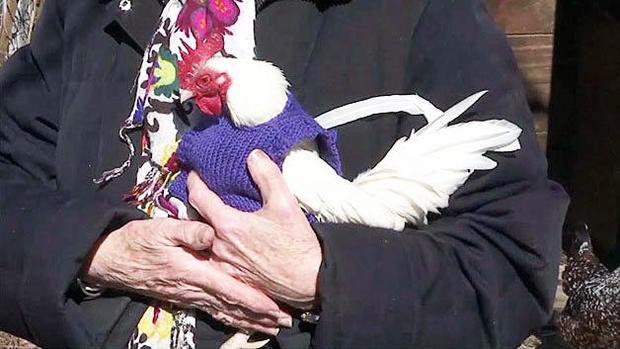 chicken-purple.jpg