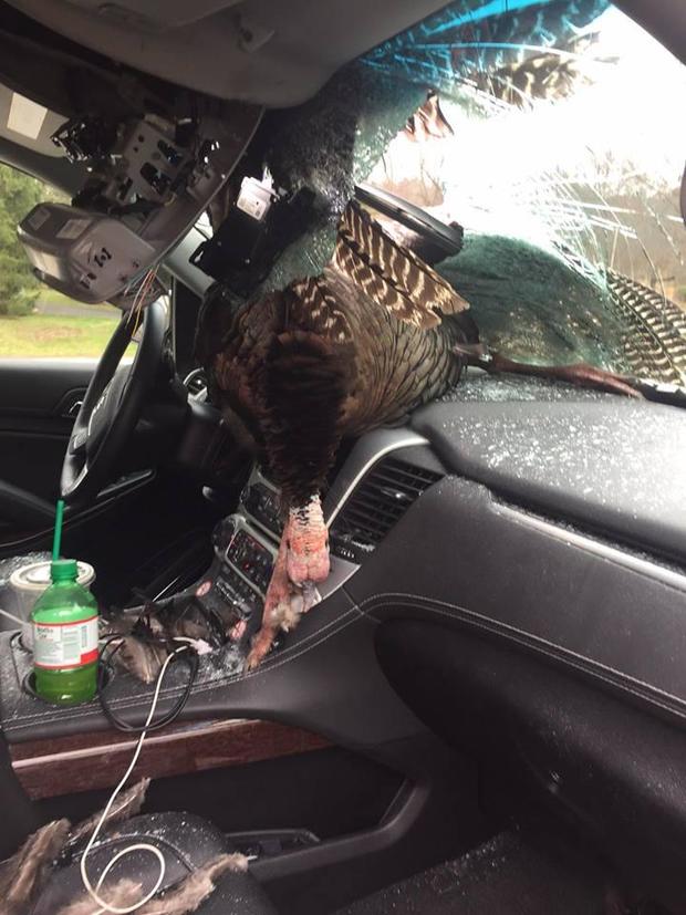 wild-turkey-windshield-new-jersey-2-2017-3-28.jpg