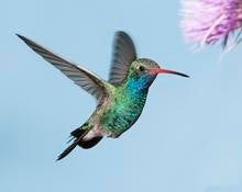 hummingbird.jpg