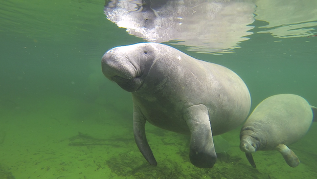 Manatees go from endangered to threatened - CBS This Morning - CBS News