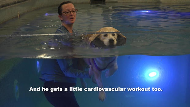 cardiovascular.jpg