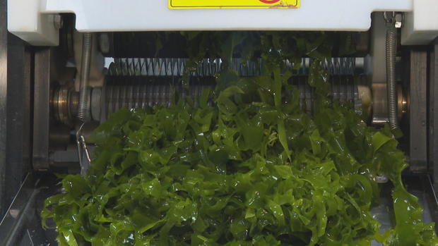 kelp-green.jpg