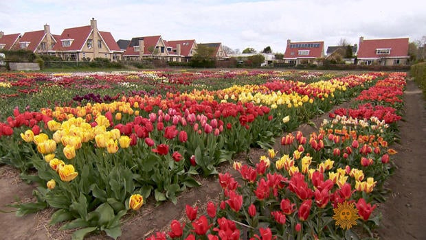 tulips-hortus-bulborum-620.jpg