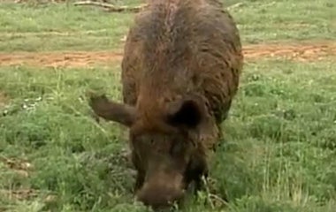 Alabama man kills 820-pound wild hog in front yard with gun - CBS News