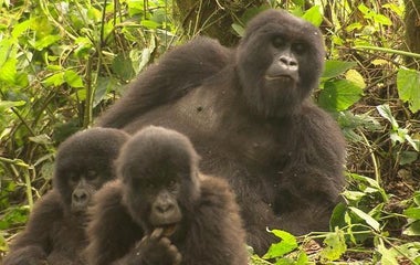 Gorilla Doctors