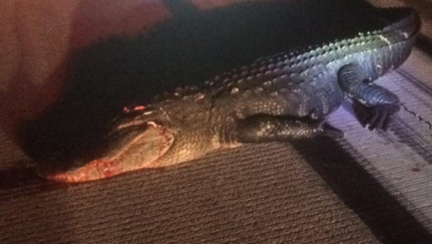 Pilot hits alligator on Orlando runway