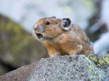 pika-defends-its-territory-verne-lehmberg-promo.jpg